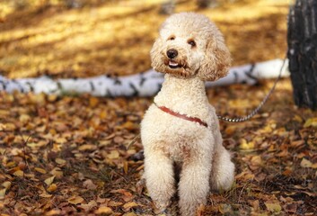 jack russell terrier