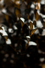 keychain made with epoxy resin. Digital keychain on hedges. Photo boxwood.