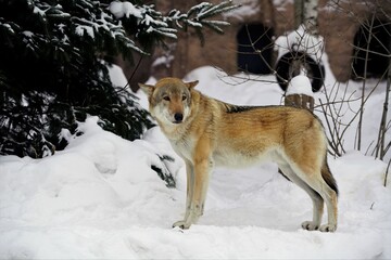 wolf in snow