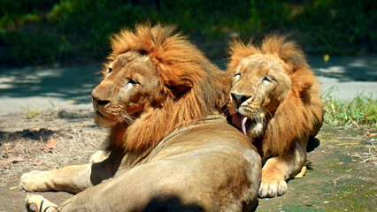 Obraz premium wild African lions in the wild with a large mane lie on the ground during the day under the rays of the sun and lick each other