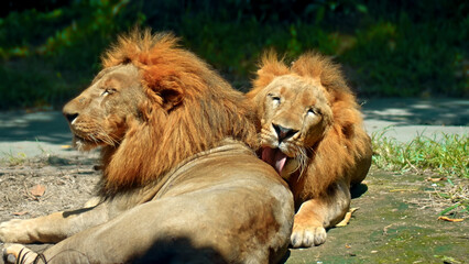 Obraz premium wild African lions in the wild with a large mane lie on the ground during the day under the rays of the sun and lick each other