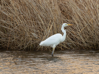 great white heron