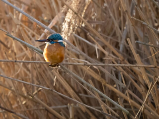kingfisher on the branch