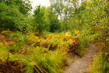Fototapeta na wymiar Wälder, Herbst