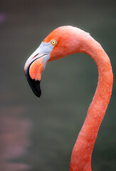 Fototapeta premium Flamingo Portrait