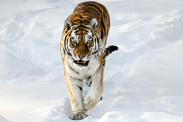 tiger in the snow
