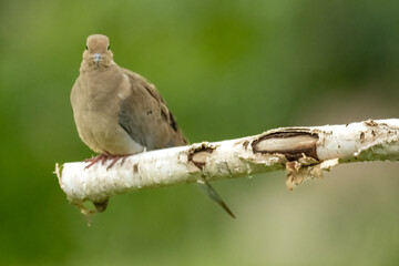bird on a branch