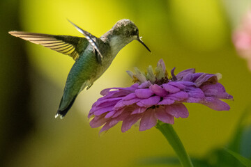 hummingbird on flower