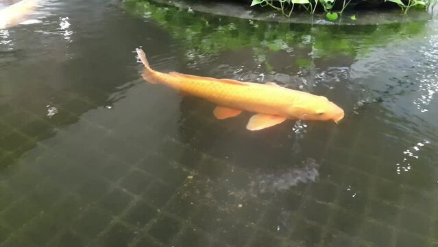 The carp fancy fish is swimming in the pond