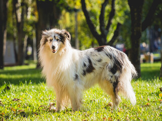 Portrait of cute rough collie dog at the park.