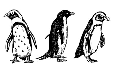 Graphical vector collection of penguins on white isolated , birds of Antarctica and the south coast of Africa