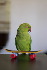 Green parrot Indian ringneck at the skeitboard, toy