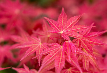 Close up of Japanese Maple leaves