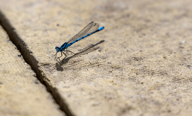 Damsefly on Ground