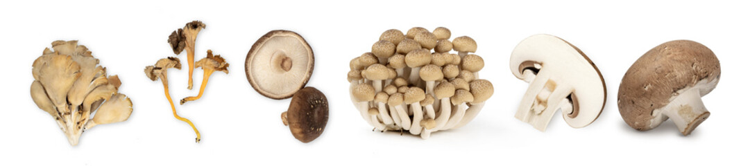Different types of mushroom isolated on white background. BIO.