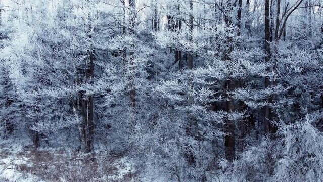 Amazing winter nature forest landscape. Aerial view of low-flying slow panoramic moove of drone in mixed hoarfrost and snow covered forest. Winter background.