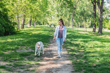 Young business woman taking out to walk her pet dog Labrador retriever before she go to work in the...