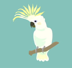 bird. white parrot vector illustration. 