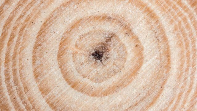 Wooden tree cut surface with organic tree rings - looping video