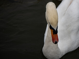 white swan on water © Pete Bloxam