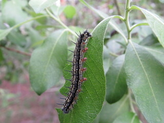 caterpillar on a branch