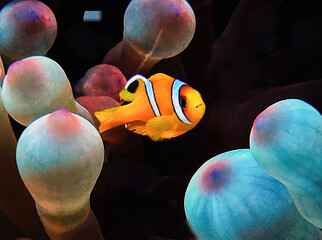A Red Sea Anemonefish (Amphiprion bicinctus) in Egypt