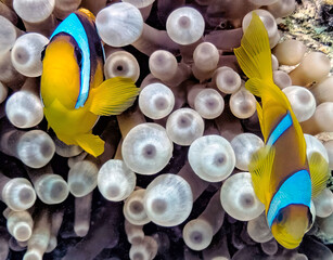 A Red Sea Anemonefish (Amphiprion bicinctus) in Egypt