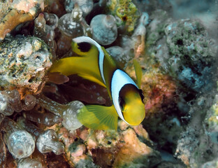 Plakat A Red Sea Anemonefish (Amphiprion bicinctus) in Egypt