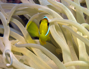 A Red Sea Anemonefish (Amphiprion bicinctus) in Egypt