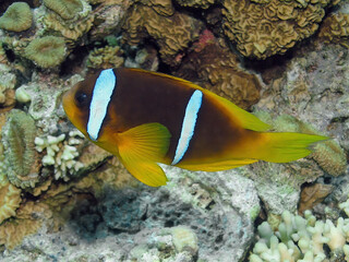 Naklejka na ściany i meble A Red Sea Anemonefish (Amphiprion bicinctus) in Egypt