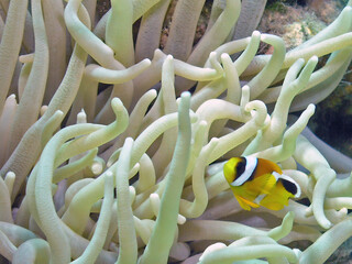 A Red Sea Anemonefish (Amphiprion bicinctus) in Egypt