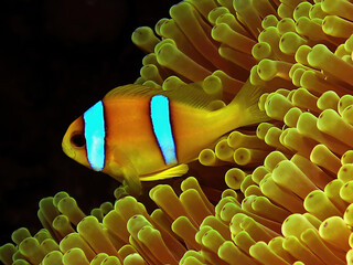 A Red Sea Anemonefish (Amphiprion bicinctus) in Egypt - obrazy, fototapety, plakaty