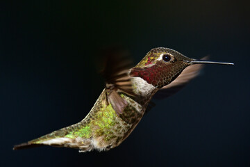 Anna's Hummingbird (calypte anna)