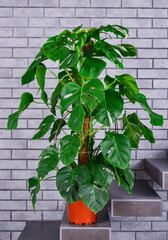 Home indoor plant. Decorative pot plant in near brick wall