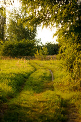 Fototapeta premium Nature field green background. Road lane. Nature design. Green meadow and spring season. Landscape with dirt road between meadow. Agriculture, fields and pastures