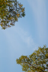 Spring tamarind branches on the blue sky. A majestic green tamarind tree with clear blue sky in the background. Bright spring natural background. Copy space