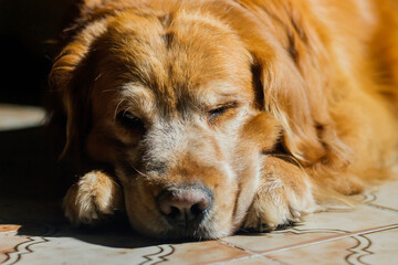 Photo of a golden retriever breed dog taken in a home with flash, January 29, 2022, Bogot&aacute; Colombia