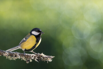 great tit on a branch in the garden
