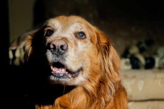 Photo of a golden retriever breed dog taken in a home with flash, January 29, 2022, Bogotá Colombia