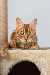 Portrait of a Bengal cat lying on a cat house