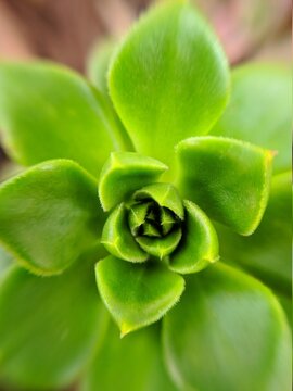 Golden Ratio Details Of A Succulent Close Up