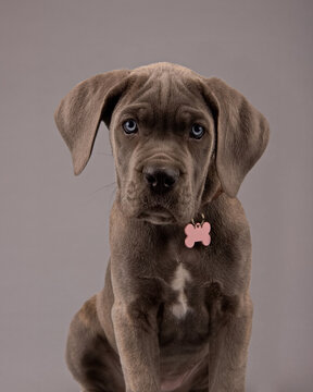 portrait of a puppy