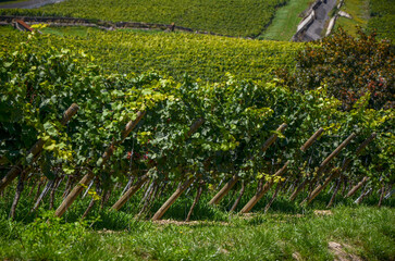 Fototapeta na wymiar Beautiful landscape of the vineyard Feld in Germany
