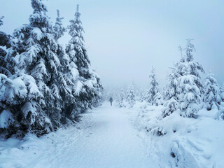 snow covered trees
