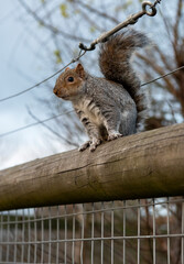 squirrel on a wood brench