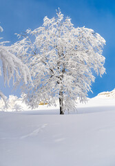 Bieszczady, Polska , połonina , g&oacute;ry, Karpaty