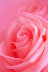 Flower. Sweet pink rose. Bud of rose. Floral blooring background. Poster