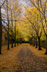 Beautiful Autumn gold foliage, forest background Landscape