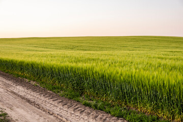 Green barley field. Juicy fresh ears of young green barley on nature in summer field.