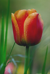 TULIPE 